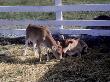 Two Jersey Calves In A Corral With Hay by Michele Burgess Limited Edition Pricing Art Print