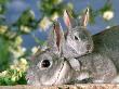 Mini-Rex Rabbits, Female And Young by Alan And Sandy Carey Limited Edition Print