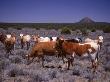 Cattle On Range In New Mexico by David Doody Limited Edition Print