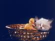 Kitten Sleeping In Basket With Ducklings by Martin Folb Limited Edition Print
