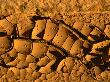 Mud Drying In Heat, Death Valley National Park, Usa by Cheryl Conlon Limited Edition Print