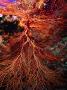 Sea Fan, Malaysia by Michael Aw Limited Edition Print