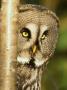 Great Grey Owl, Female Portrait, Scotland by Niall Benvie Limited Edition Print