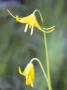 Erythronium Pagoda (Dogs Tooth Violet), Close-Up Of Yellow Flowers by Hemant Jariwala Limited Edition Print