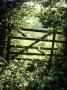 Old Wooden Gate In Field, Surrounded By Bramble by Andrew Lord Limited Edition Print