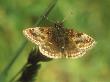 Dingy Skipper, Erynnis Tages by David Boag Limited Edition Print