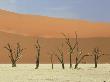 Dead Camel Thorns Among The Sand Dunes At Sossusvlei, Namib-Naukluft National Park by Michael Fogden Limited Edition Print