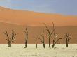 Dead Camel Thorns Among The Sand Dunes At Sossusvlei, Namib-Naukluft National Park by Michael Fogden Limited Edition Pricing Art Print