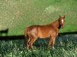 Arabian Horse, Montana by Alan And Sandy Carey Limited Edition Print