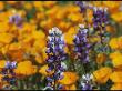 Poppies And Lupine Flowers In A Santa Barbara Field by Marc Moritsch Limited Edition Print