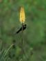Tacazze Sunbird On Flower, Ethiopia by Patricio Robles Gil Limited Edition Print