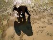 Overhead Of Woman Planting Rice Seedlings In Paddyfield by Jerry Galea Limited Edition Print