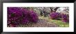 Flowers In Magnolia Plantation And Gardens, Charleston, South Carolina, Usa by Panoramic Images Limited Edition Print