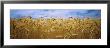 Wheat Crop Growing In Palouse Country, Washington, Usa by Panoramic Images Limited Edition Print