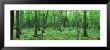 Trees In A Forest, Black River National Forest, Michigan, Usa by Panoramic Images Limited Edition Print