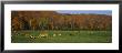 Cows Grazing On A Pasture, Wilmington, Vermont, New England, Usa by Panoramic Images Limited Edition Print