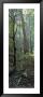 Tree Trunks, Redwood State Park, Humboldt County, California, Usa by Panoramic Images Limited Edition Print