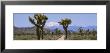 Dirt Road Passing Through A Landscape, Queen Valley, Joshua Tree National Monument, California, Usa by Panoramic Images Limited Edition Print