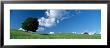Lone Tree On A Hill, Michigan, Usa by Panoramic Images Limited Edition Print