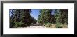Highway Passing Through The Forest, Highway 89, California, Usa by Panoramic Images Limited Edition Pricing Art Print