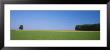 Tree In A Field, Germany by Panoramic Images Limited Edition Pricing Art Print