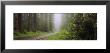 Empty Road Passing Through A Forest, Redwood National Park, California, Usa by Panoramic Images Limited Edition Pricing Art Print