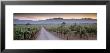 Road In A Vineyard, Napa Valley, California, Usa by Panoramic Images Limited Edition Pricing Art Print