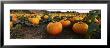 Pumpkins In A Field, Half Moon Bay, California, Usa by Panoramic Images Limited Edition Print