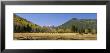 Trees On The Mountainside, Kachina Peaks Wilderness, Flagstaff, Arizona, Usa by Panoramic Images Limited Edition Print
