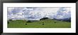Cows Grazing In The Field, California, Usa by Panoramic Images Limited Edition Pricing Art Print