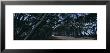 Eucalyptus Trees Leaning Over A Road, Kangaroo Island, Australia by Panoramic Images Limited Edition Pricing Art Print
