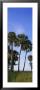 Palm Trees On A Landscape, Myakka River State Park, Sarasota, Florida, Usa by Panoramic Images Limited Edition Print