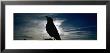 Silhouette Of A Raven At Dusk, Yellowstone National Park, Wyoming, Usa (Corvus Corax) by Panoramic Images Limited Edition Print