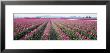Tulip Fields, Skagit County, Washington State, Usa by Panoramic Images Limited Edition Pricing Art Print
