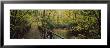 Footbridge Over A Pond In A Forest, Cucumber Run, Ohiopyle State Park, Pennsylvania, Usa by Panoramic Images Limited Edition Pricing Art Print