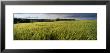 Barley Field, Wales, United Kingdom by Panoramic Images Limited Edition Print