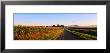 Road Along Rural Cornfield, Illinois, Usa by Panoramic Images Limited Edition Print