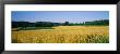 Field Crop, Maryland, Usa by Panoramic Images Limited Edition Print