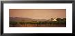 Trees In A Vineyards, Napa Valley, California, Usa by Panoramic Images Limited Edition Print