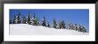 Low Angle View Of Spruce Trees, San Juan Mountains, Colorado, Usa by Panoramic Images Limited Edition Pricing Art Print