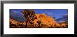 Sunset, Joshua Tree National Park, California, Usa by Panoramic Images Limited Edition Print
