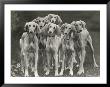 Group Of Salukis Registered In Miss Doxford's First Litter By Sarona Kelb Ex Tazi Of Ruritania Born by Thomas Fall Limited Edition Pricing Art Print
