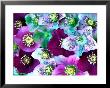 Heliborus Pattern Of Winter Blooming Flower, Sammamish, Washington, Usa by Darrell Gulin Limited Edition Print