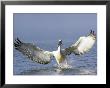 Dalmatian Pelican, Landing, Greece by Manfred Pfefferle Limited Edition Print