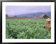 Tobacco Harvest, Vinales Valley, Pinar Del Rio Province, Cuba, West Indies, Central America by Bruno Morandi Limited Edition Pricing Art Print