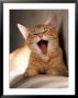 Cat Yawning by Fabrizio Cacciatore Limited Edition Print