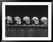 Display Of Skulls Demonstrating Human Evolution by Fritz Goro Limited Edition Pricing Art Print
