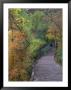 Weeping Wall Trail With Visitor, Zion National Park, Utah, Usa by Jamie & Judy Wild Limited Edition Print
