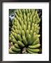 Bananas, Platanos Canarios, La Palma, Canary Islands, Spain, Atlantic by Marco Simoni Limited Edition Print