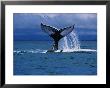 Humpback Whale, A Whale Tail Slapping, Sainte Marie Island, Indian Ocean by Gerard Soury Limited Edition Pricing Art Print